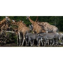 Zebra & Giraffe 1 Wall Mural