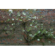 Captove Wall Mural