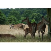 Deer 4 (Dubois) Wall Mural