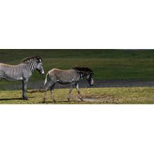 Zebras Walking Wall Mural