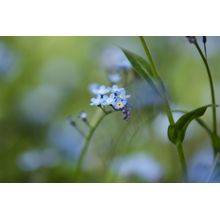 Tiny Blue Flowers Wall Mural