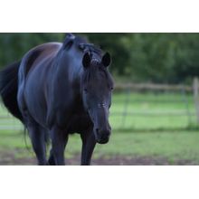 Horse (Dubois) Wall Mural