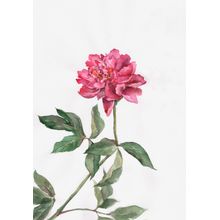 Pink Peony Wall Mural