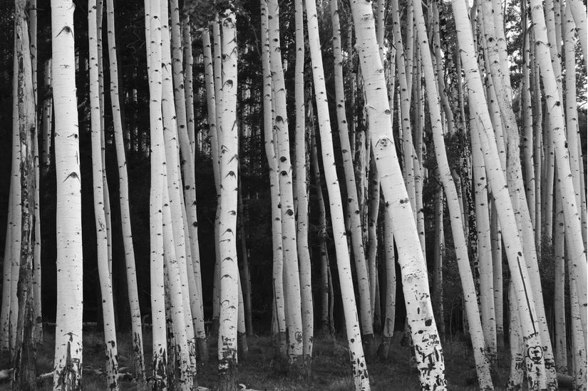 aspen-trees-black-and-white-birch-tree-wallpaper