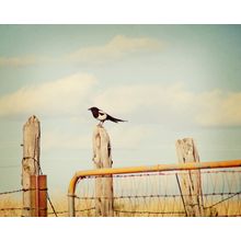 The Bird Wall Mural