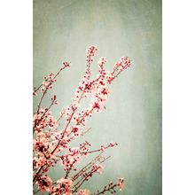 Painted Blossoms Wall Mural