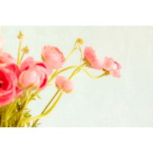 Pink Ranunculus Wall Mural