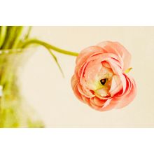 A Solitary Ranunculus Wall Mural