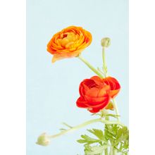 Red And Orange Ranunculus Mural Wallpaper