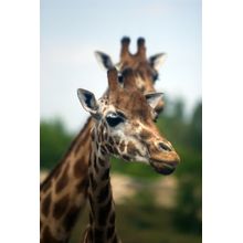 Giraffe Pair 2 Wall Mural