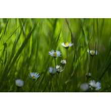 Daisies in Grasses Wall Mural