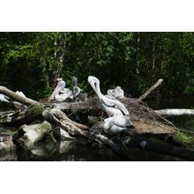 Herons or Pelicans Wall Mural