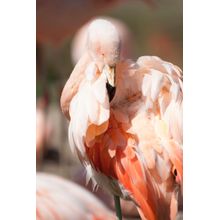 Flamingo 1 - Vertical (Dubois) Wall Mural