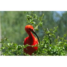 Red Bird Wall Mural