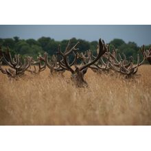 Deer Antlers Wall Mural