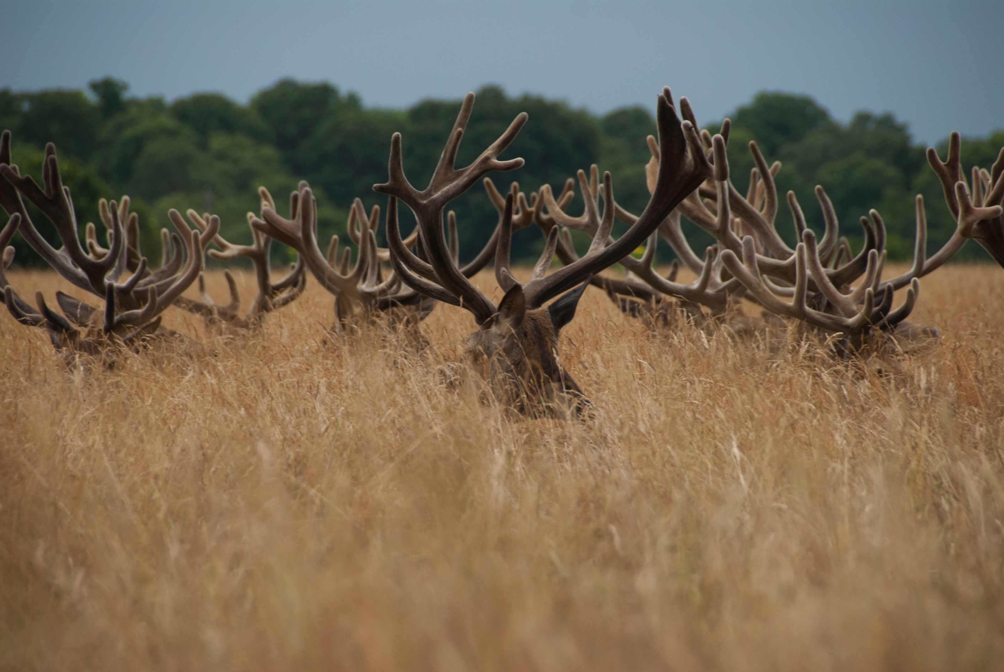 Red Deer Deer & Elk With Large Antlers Hd Desktop Wallpaper 2560x1600 :  Wallpapers13.com