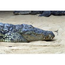 Crocodile Sleeping Wall Mural