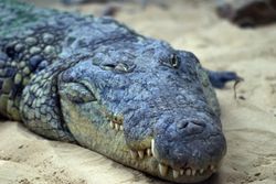 Crocodile-Dubois-Wallpaper-Mural
