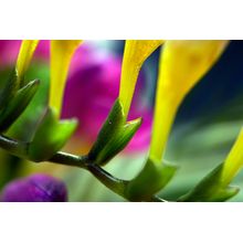 Floral Stripes Wall Mural