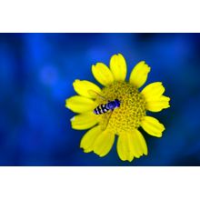 Wasp in Blue Wall Mural