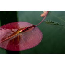 Water Lily Wall Mural