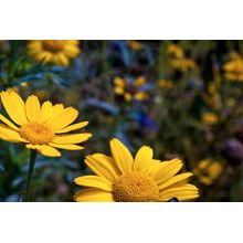 Daisies (Dubois) Wall Mural