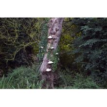 Woodland Mushrooms Wall Mural