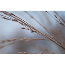 Frozen Grasses 2 Wall Mural