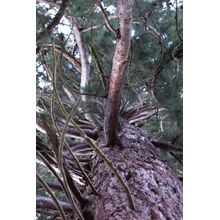 Winding Branches Wall Mural