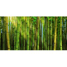 Bamboo Forest (Miller) Wall Mural