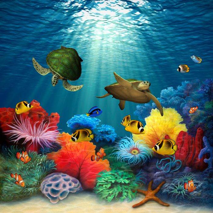 Coral Sea Wall Mural by David Miller - Murals Your Way