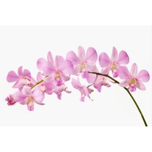 Orchid I Wall Mural
