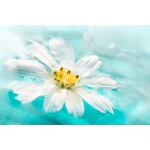 Daisy I Wall Mural