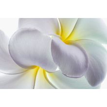 Plumeria I Wall Mural