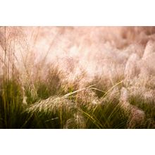 Grasses Wall Mural