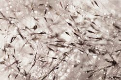 Wet-Grasses-Mural-Wallpaper