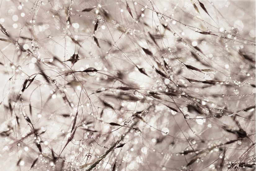 Wet-Grasses-Mural-Wallpaper