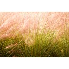 Tall Grasses Wall Mural