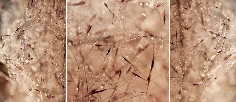 Crystalized-Grasses-Wall-Mural