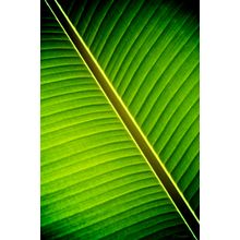 Tropical Shade Wall Mural