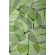 Eucalyptus Wall Mural