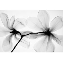 Magnolia Wall Mural