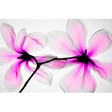 Pink Magnolia Wall Mural