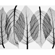 Fuscia Leaves-Black & White Wall Mural