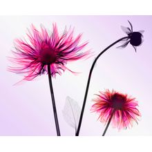 Three Dahlias Wall Mural