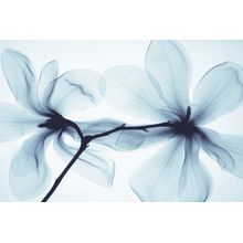 Blue Magnolia Wall Mural