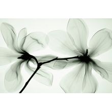 Green Magnolia Wall Mural