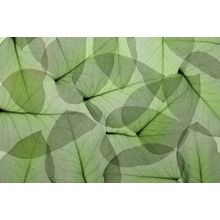 Eucalyptus 2 Wall Mural