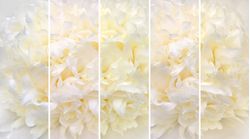 Partial-to-Peonies-Wallpaper-Mural