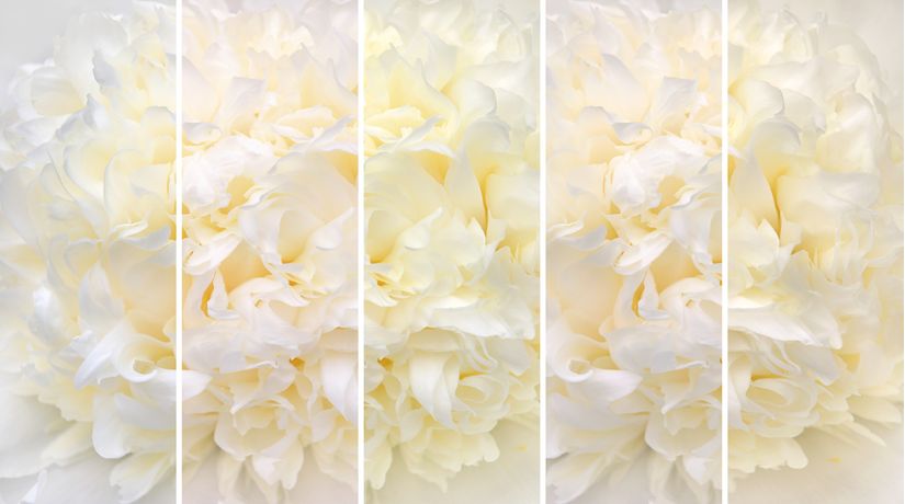 Partial-to-Peonies-Wallpaper-Mural